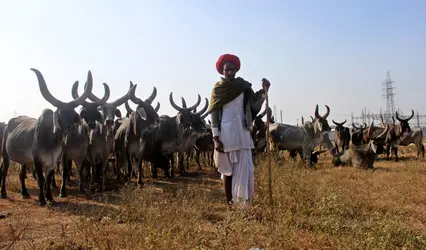 Élevage de bovins en Inde - crédits : Shrikant Singh/ Pacific Press/ LightRocket/ Getty Images