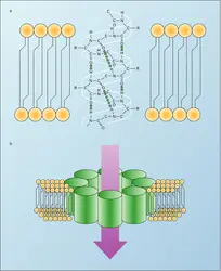 Structure d'un canal ionique - crédits : Encyclopædia Universalis France