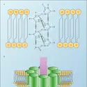 Structure d'un canal ionique - crédits : Encyclopædia Universalis France