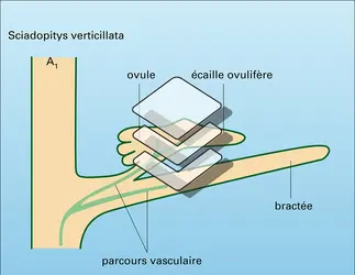 Structure du cône femelle - crédits : Encyclopædia Universalis France