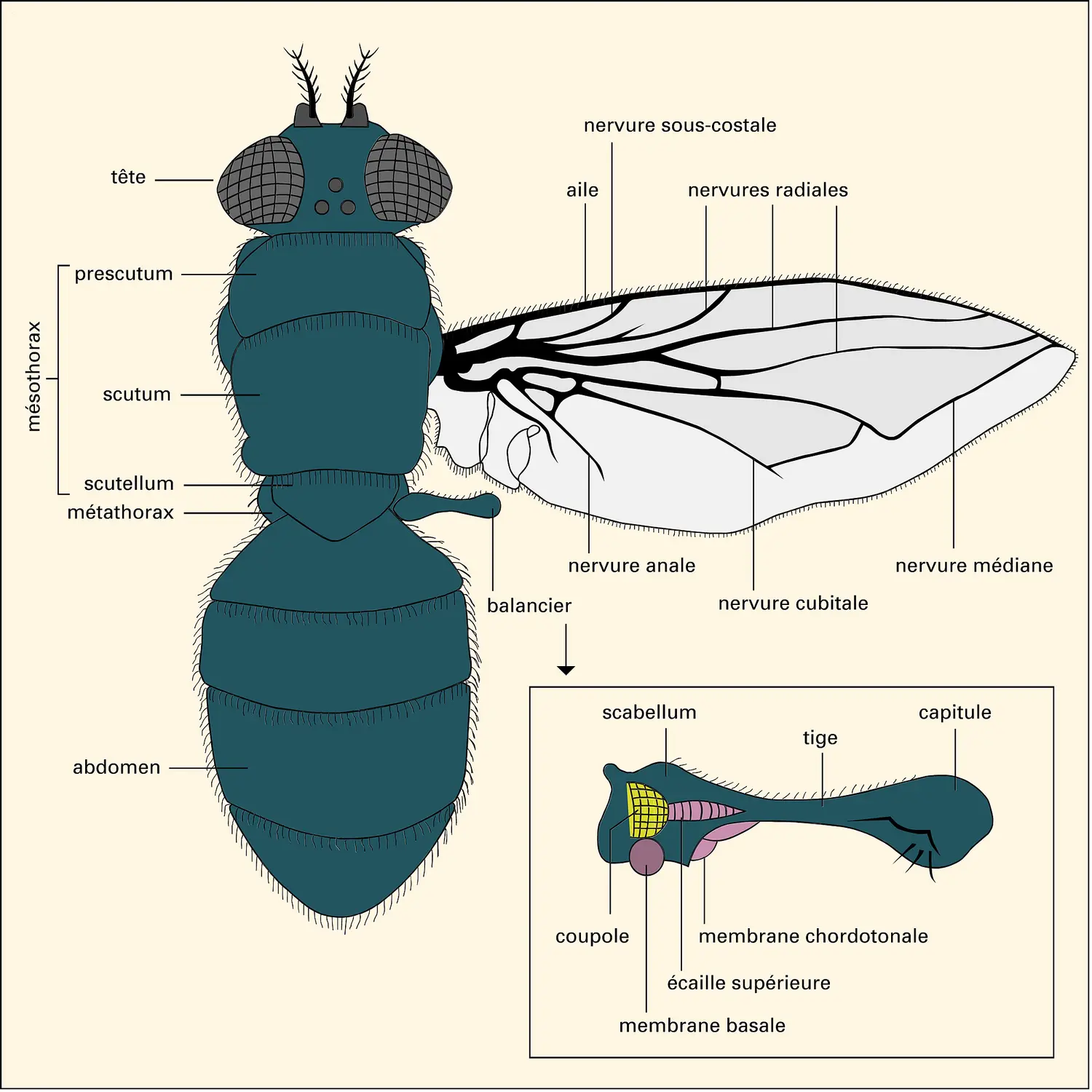 Calliphora : vue dorsale