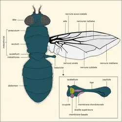 Calliphora : vue dorsale - crédits : Encyclopædia Universalis France