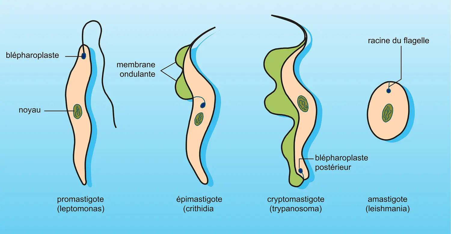 Trypanosomidés : types morphologiques