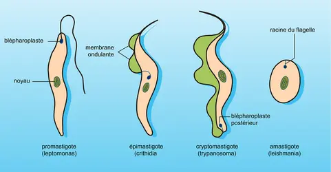 Trypanosomidés : types morphologiques - crédits : Encyclopædia Universalis France