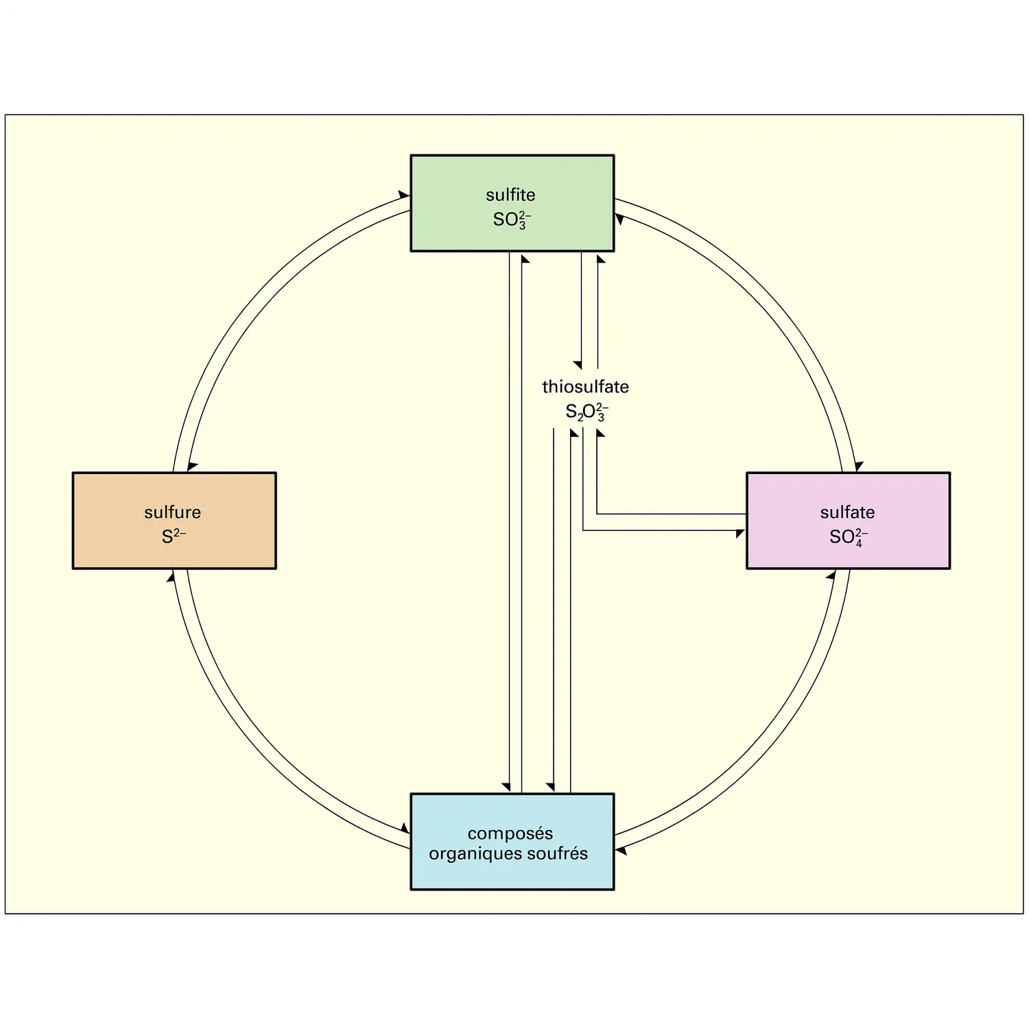 Cycle chez les organismes vivants