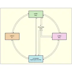 Cycle chez les organismes vivants - crédits : Encyclopædia Universalis France