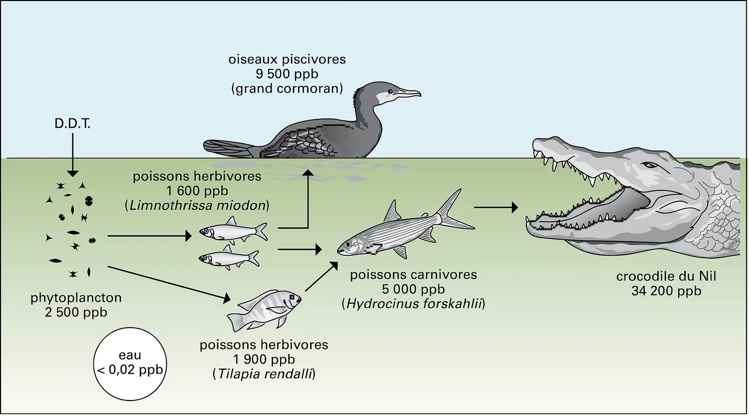 Pollution : bioamplification du D.D.T.