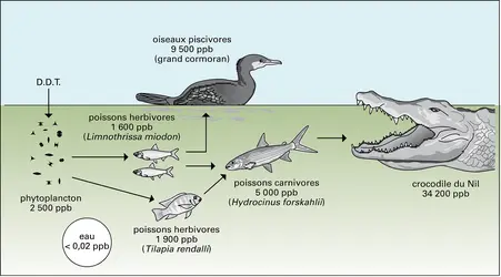 Pollution : bioamplification du D.D.T. - crédits : Encyclopædia Universalis France