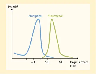 Spectre d’absorption et d’émission de fluorescence en fonction de la longueur d’onde - crédits : Encyclopædia Universalis France