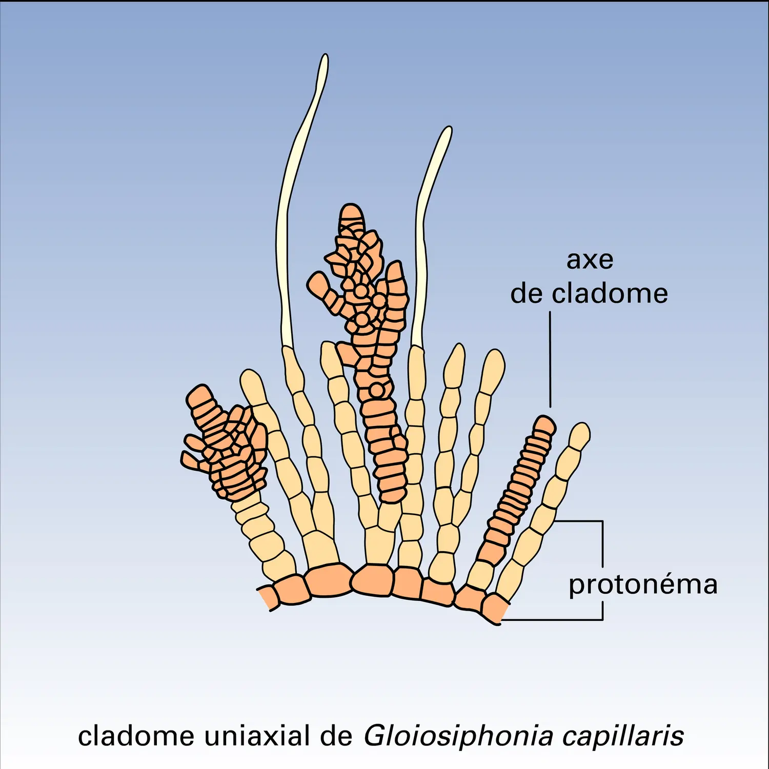 Cladome - vue 1