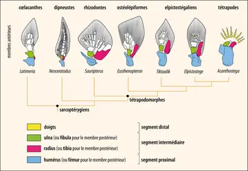 Origine des membres des tétrapodes - crédits : Encyclopædia Universalis France