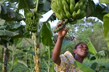 Bananeraie en Ouganda - crédits : In Pictures Ltd./ Corbis Historical/ Getty Images