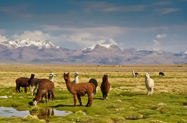 Lamas dans la plaine andine, Bolivie - crédits : MP cz/ Shutterstock