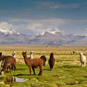 Lamas dans la plaine andine, Bolivie - crédits : MP cz/ Shutterstock