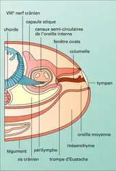 Tête de grenouille - crédits : Encyclopædia Universalis France