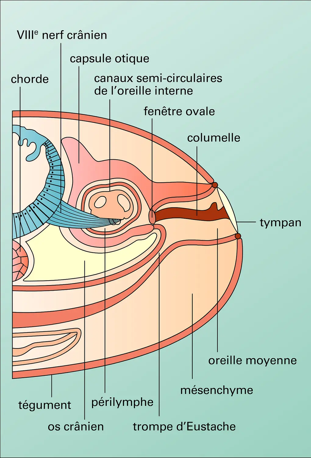 Tête de grenouille