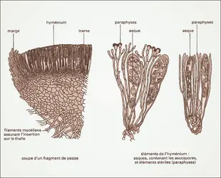 Hyménium d'un Ascomycète - crédits : Encyclopædia Universalis France