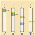 Partage en phase liquide - crédits : Encyclopædia Universalis France