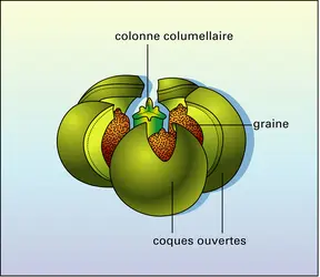 Hura crepitans (fruit déhiscent) - crédits : Encyclopædia Universalis France