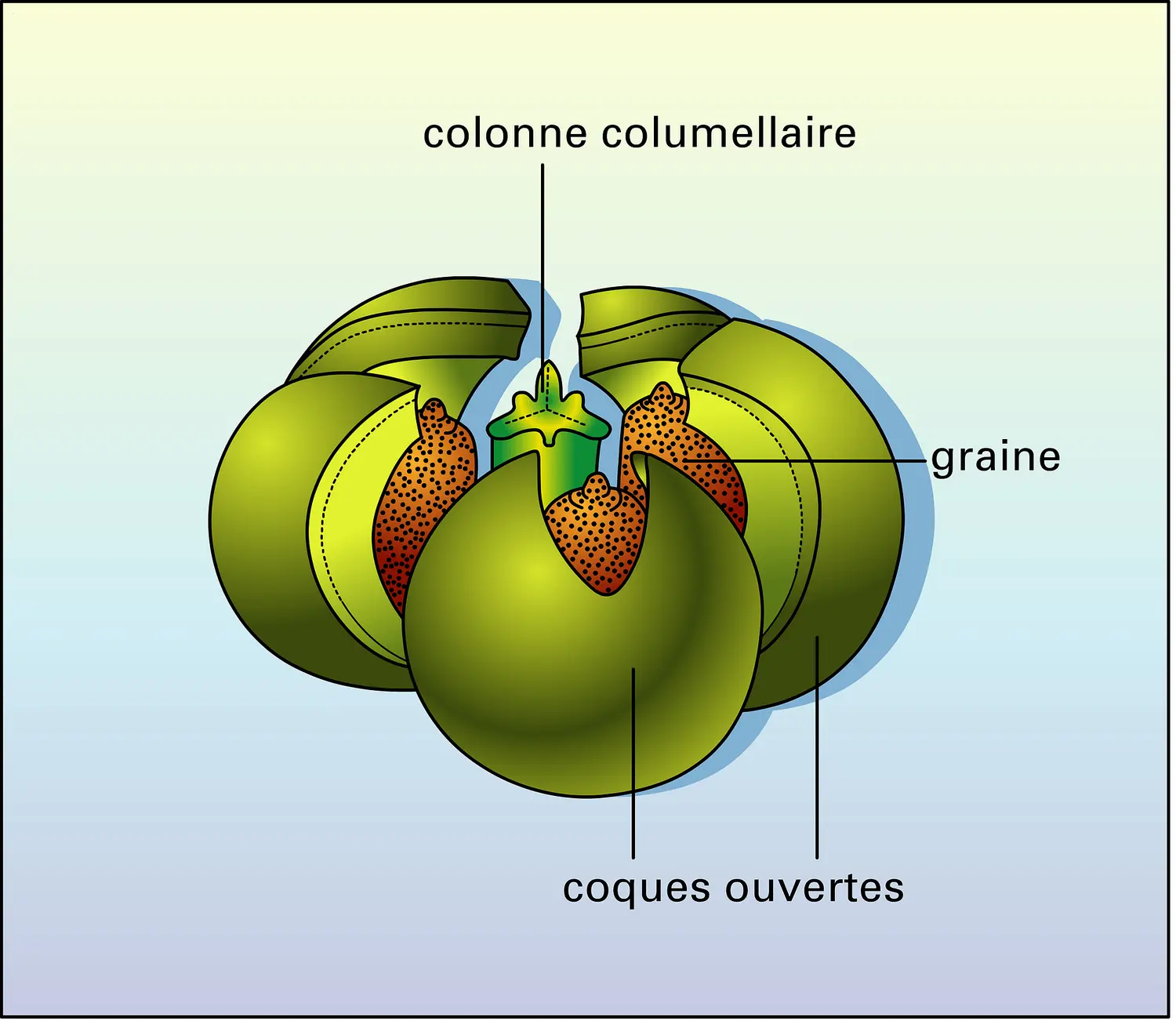 Hura crepitans (fruit déhiscent)