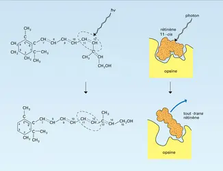 Photoexcitation du pourpre rétinien - crédits : Encyclopædia Universalis France