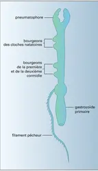 Larve - crédits : Encyclopædia Universalis France