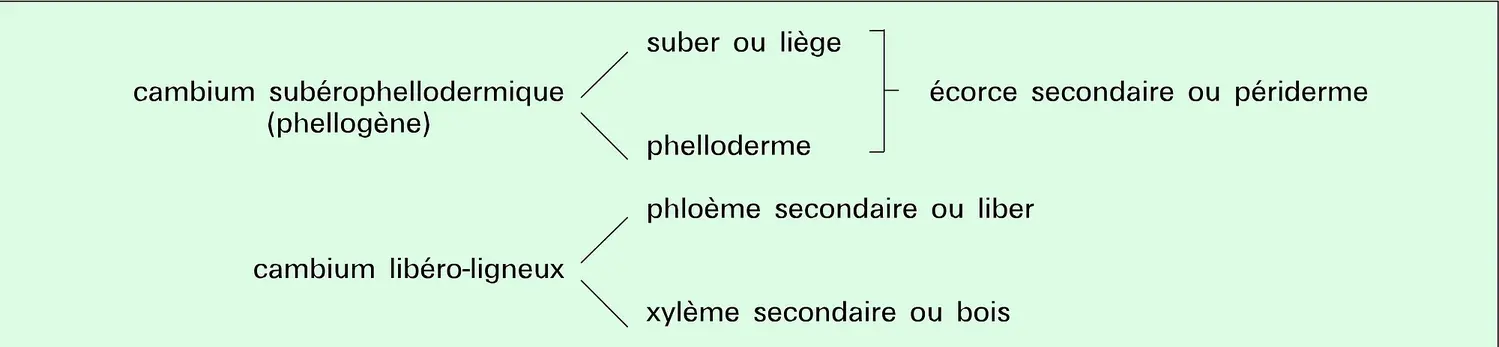 Tissus secondaires