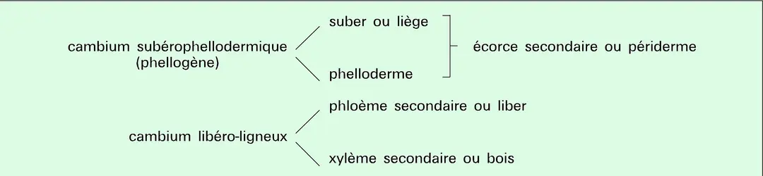 Tissus secondaires - crédits : Encyclopædia Universalis France