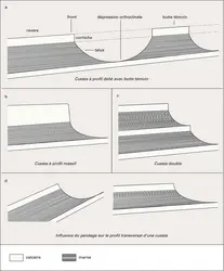 Cuestas : types de profils transversaux - crédits : Encyclopædia Universalis France