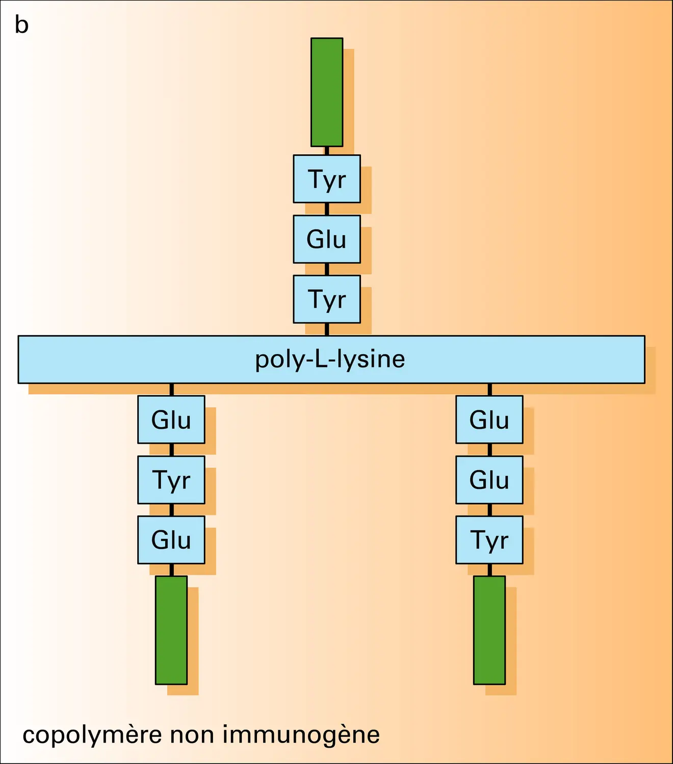 Immunogènes synthétiques - vue 2