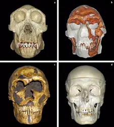 Génome de Néandertal - crédits :  (M. Bessou, collection et copyrights UMR-PACEA équipe LAPP ; Geigl et al., Université de Paris Diderot 