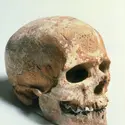 Crâne n<sup>o</sup> 1, abri de Cro-Magnon - crédits : musée de l'Homme/ SPL/ AKG-images