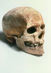 Crâne n<sup>o</sup> 1, abri de Cro-Magnon - crédits : musée de l'Homme/ SPL/ AKG-images