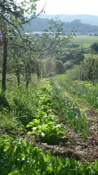 Un système agricole diversifié : le verger maraîcher - crédits : Servane Penvern