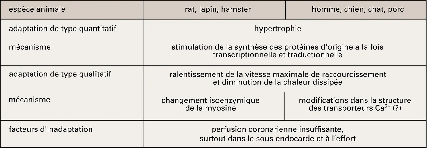 Mécanismes d'adaptation du ventricule cardiaque à une surcharge mécanique chronique