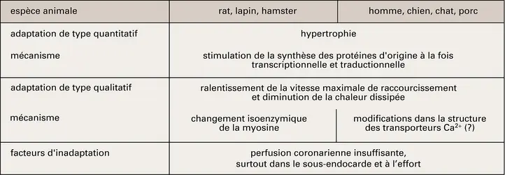 Mécanismes d'adaptation du ventricule cardiaque à une surcharge mécanique chronique - crédits : Encyclopædia Universalis France