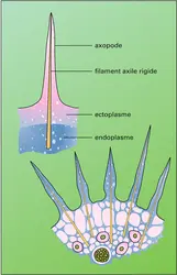 Axopodes - crédits : Encyclopædia Universalis France