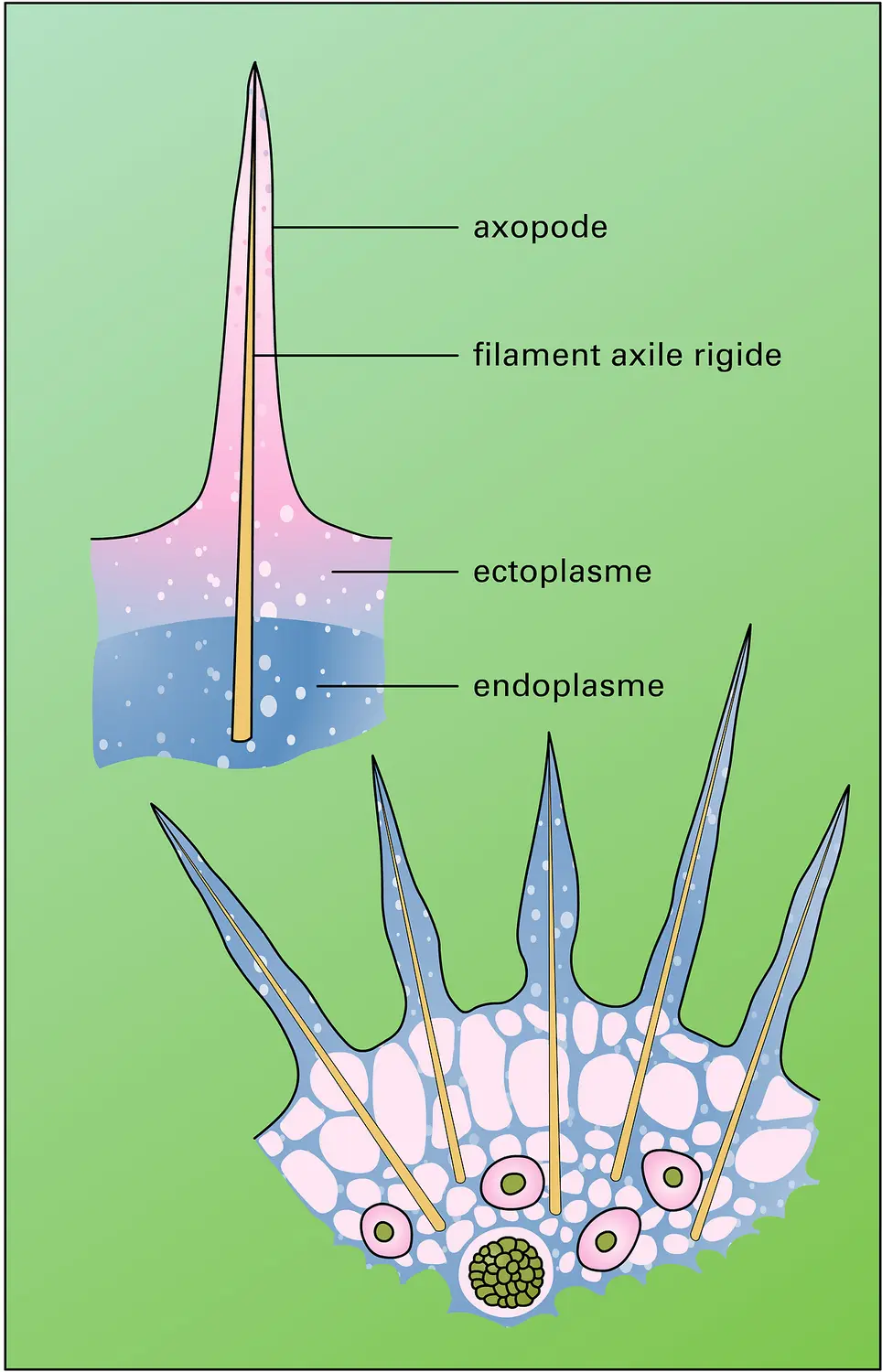 Axopodes