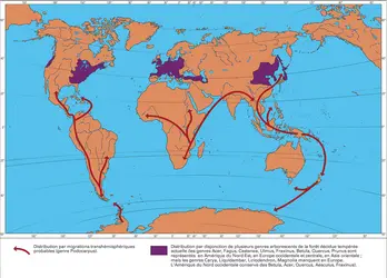 Types de distribution des végétaux - crédits : Encyclopædia Universalis France