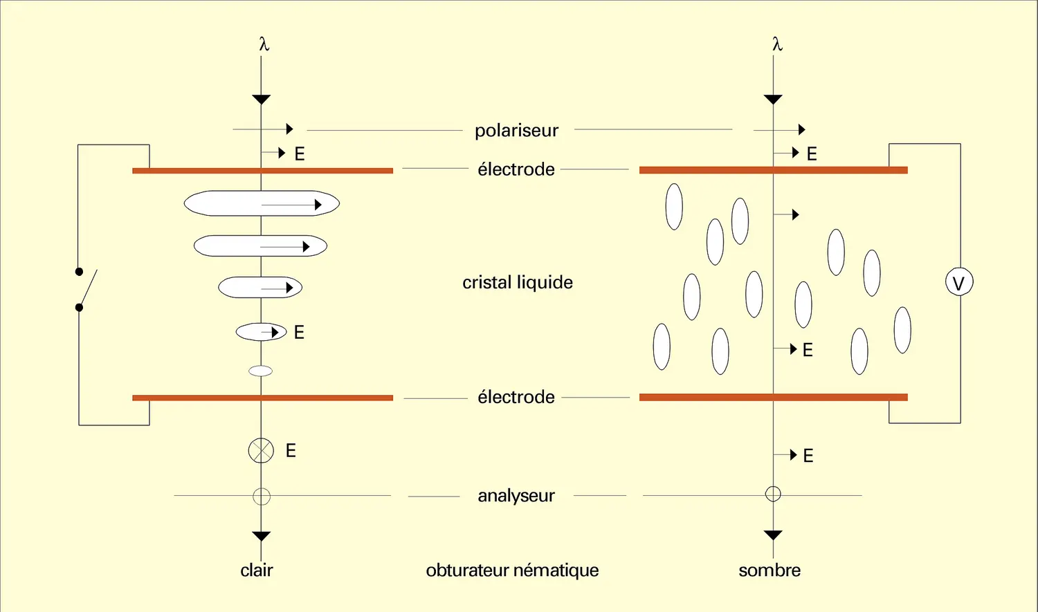 Twisted Nematic