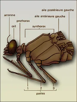 Calopteryx (tête et thorax)