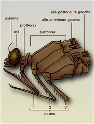 Calopteryx (tête et thorax) - crédits : Encyclopædia Universalis France