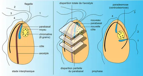 Tricomonas caviae - crédits : Encyclopædia Universalis France