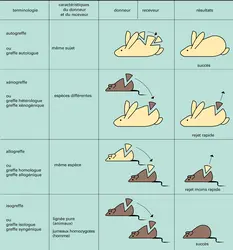 Autogreffe, xénogreffe, allogreffe et isogreffe - crédits : Encyclopædia Universalis France