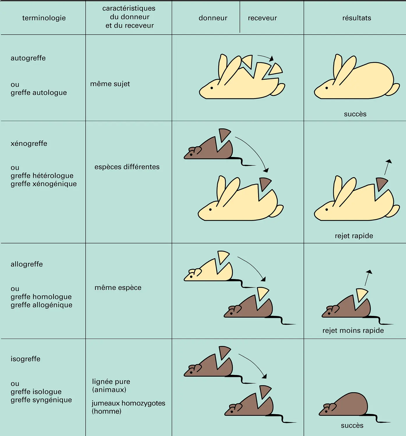 Autogreffe, xénogreffe, allogreffe et isogreffe