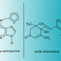 Cytokinine et acide abscissique : structures - crédits : Encyclopædia Universalis France