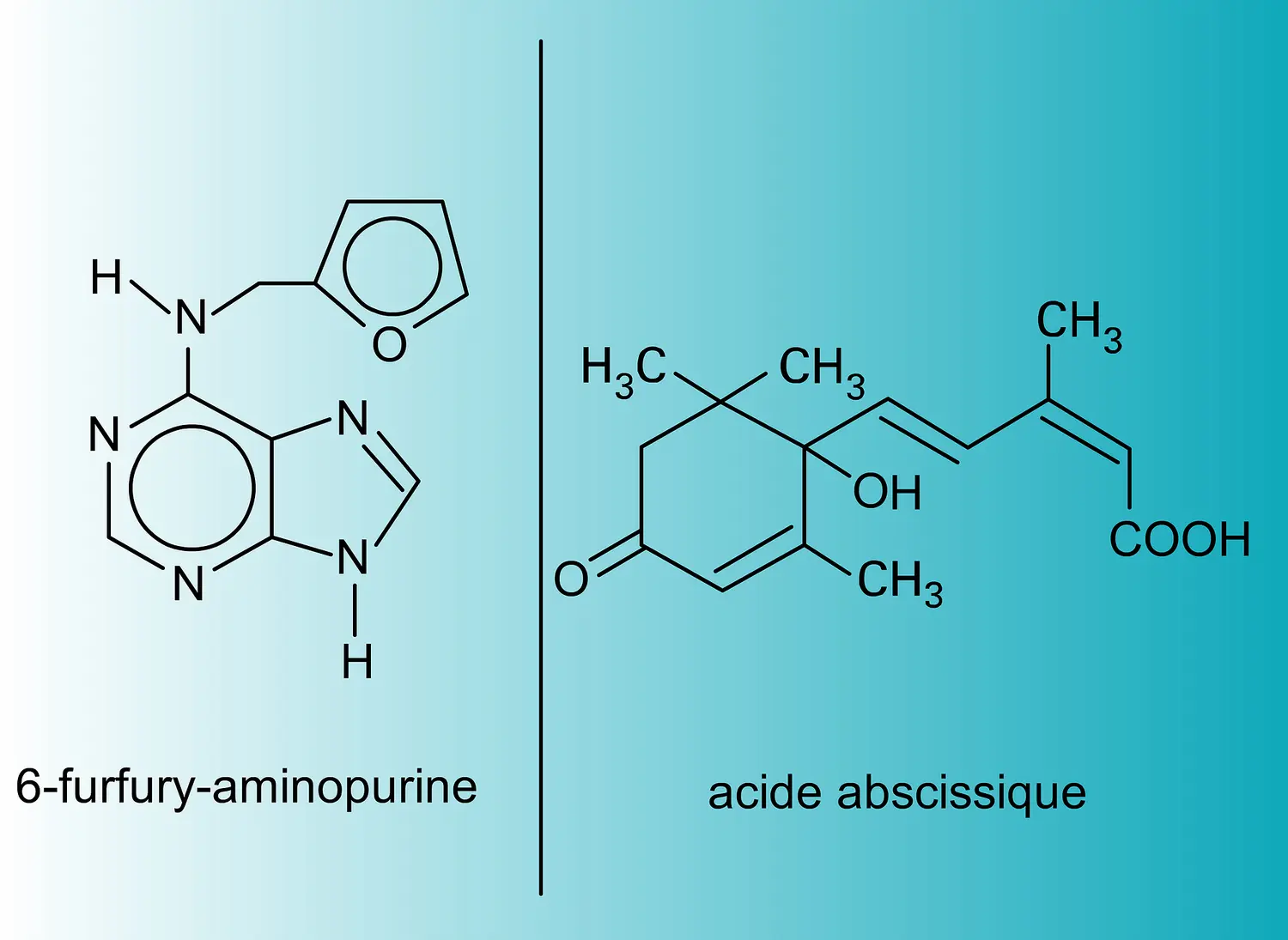 Cytokinine et acide abscissique : structures