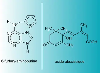 Cytokinine et acide abscissique : structures - crédits : Encyclopædia Universalis France