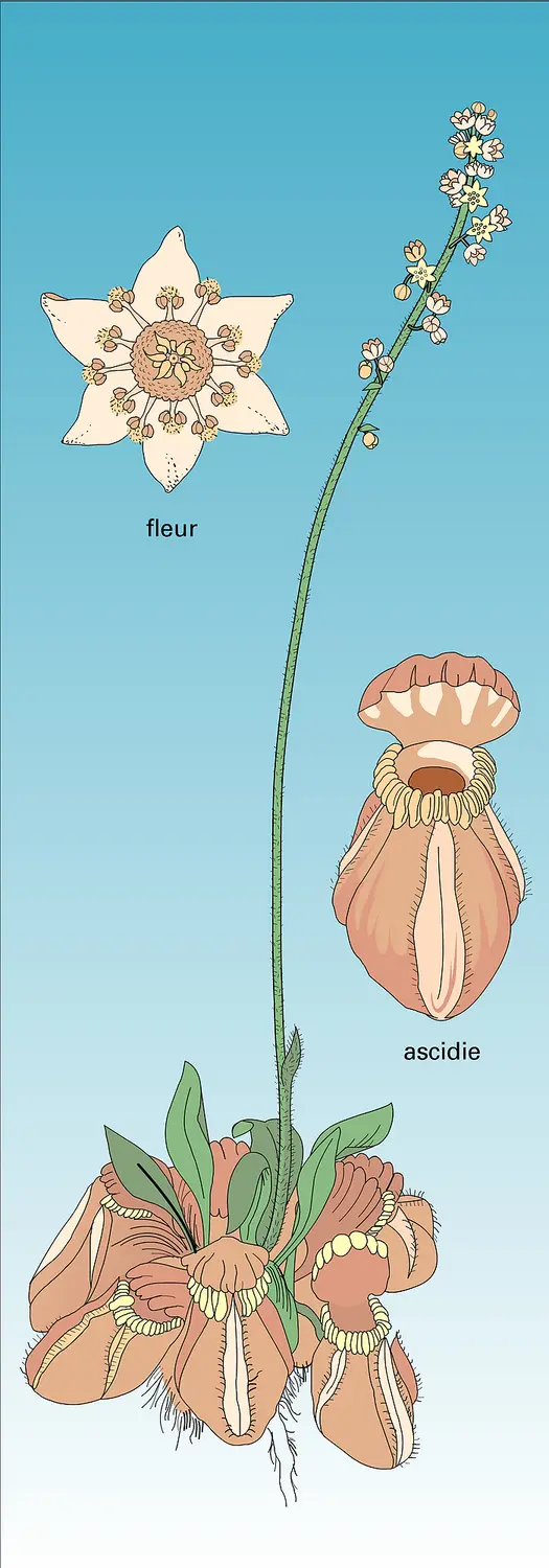 Cephatolus follicularis