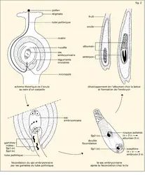 Sac embryonnaire des Angiospermes - crédits : Encyclopædia Universalis France